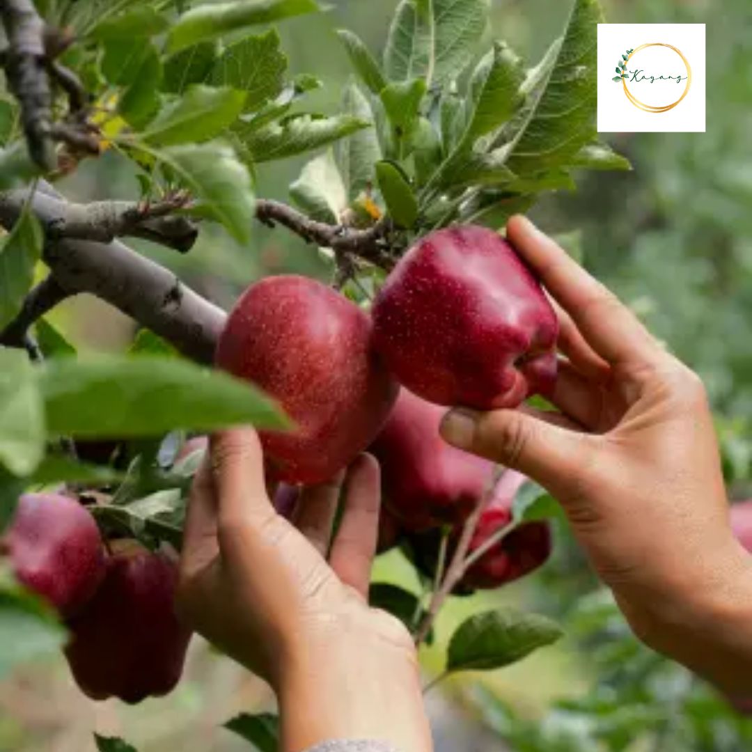 Latest Kinnaur Apple Price: Fresh & Organic Options Available